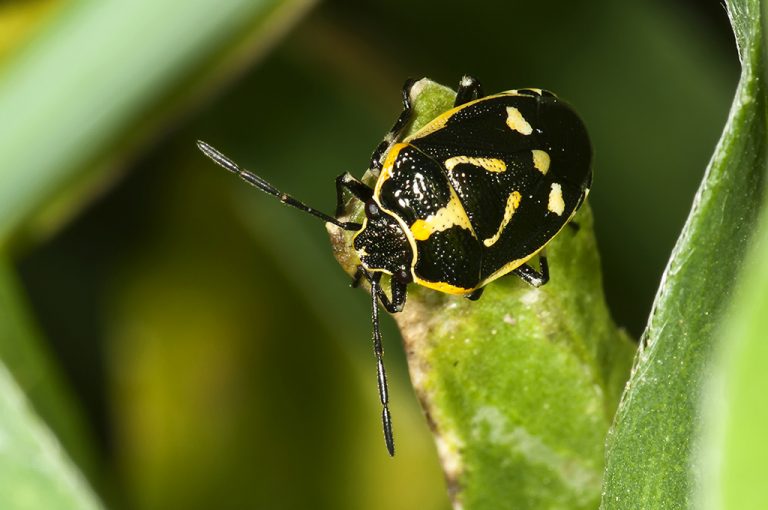 Eurydema oleracea - Chinche de la col