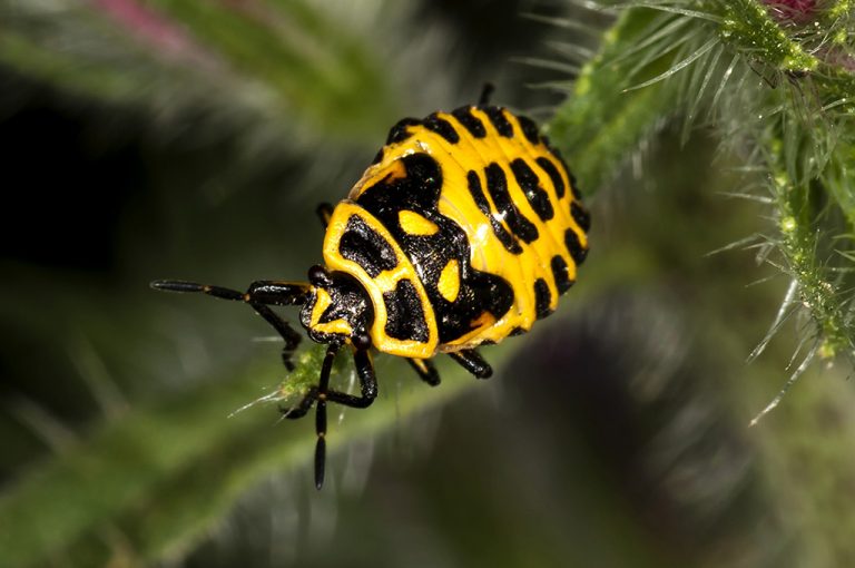 Eurydema ornata - Chinche de las cruciferas