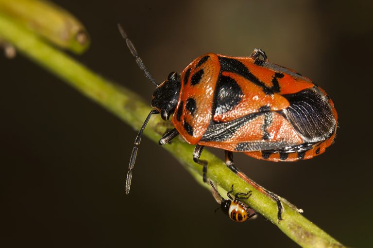 Eurydema ornata - Chinche de las cruciferas