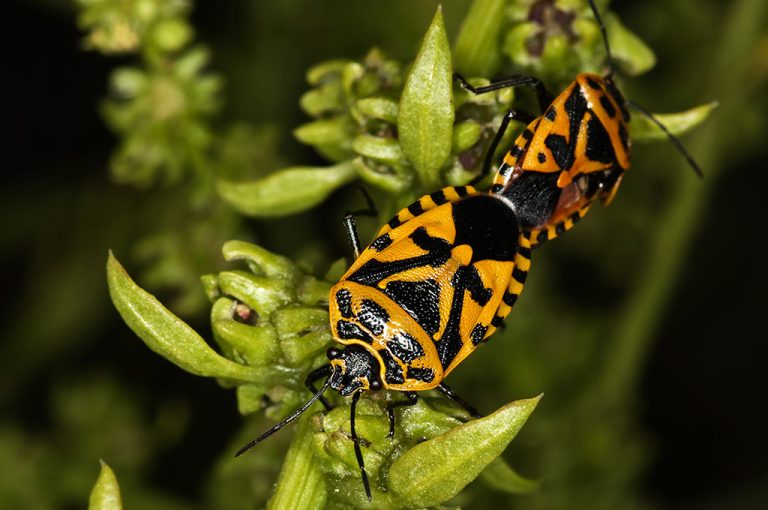 Eurydema ventralis - Chinche rojinegra