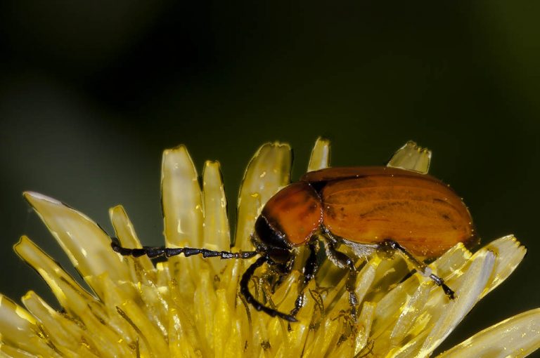 Exosoma lusitanicum - Galeruca de los narcisos