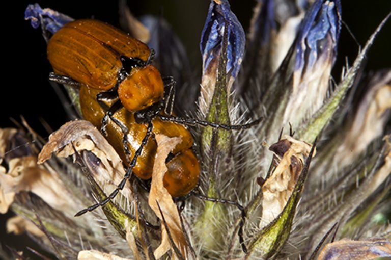 Exosoma lusitanicum - Galeruca de los narcisos