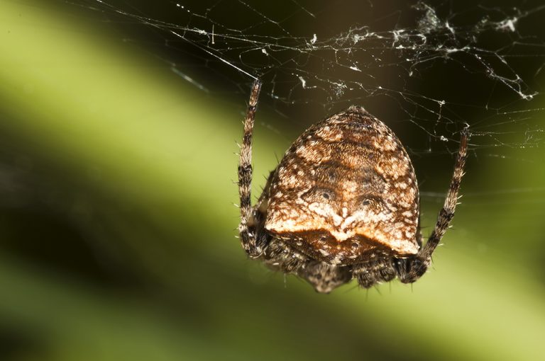 Gibbaranea bituberculata - Araña orbitela jorobada