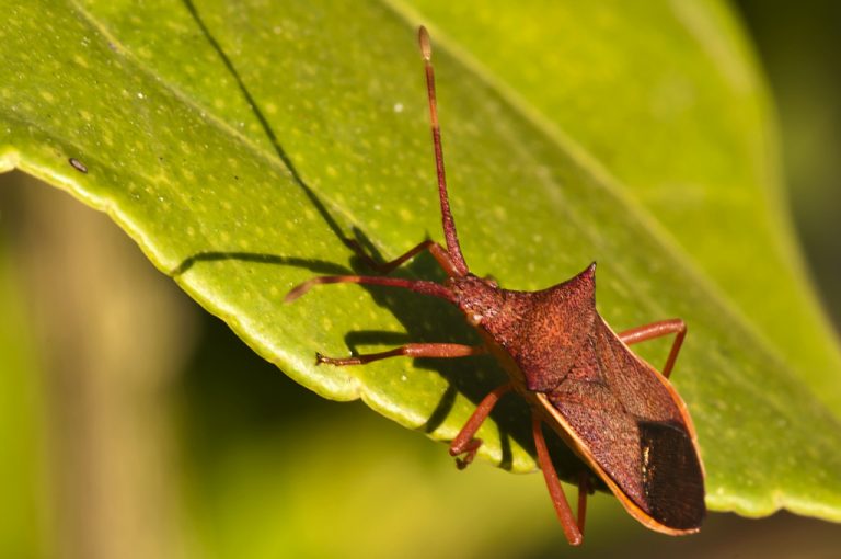 Gonocerus insidiator - Chinche del lentisco