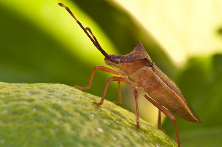 Gonocerus insidiator - Chinche del lentisco