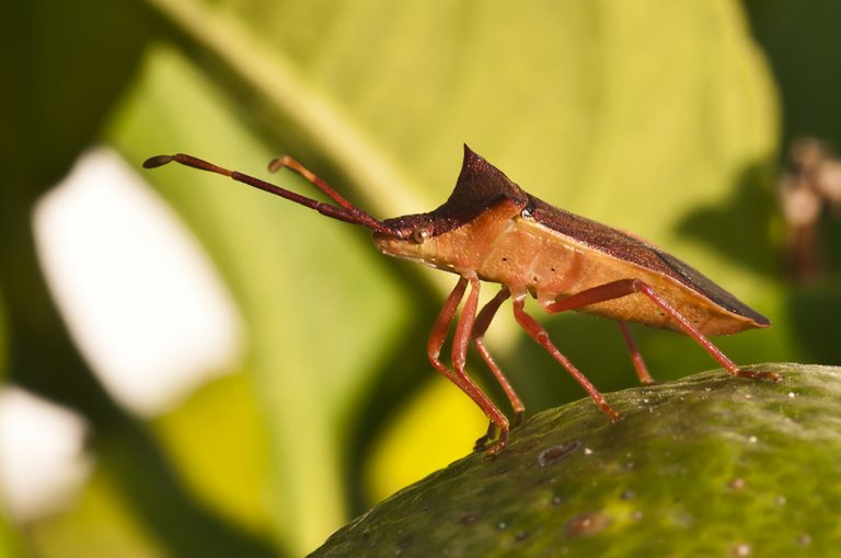 Gonocerus insidiator - Chinche del lentisco