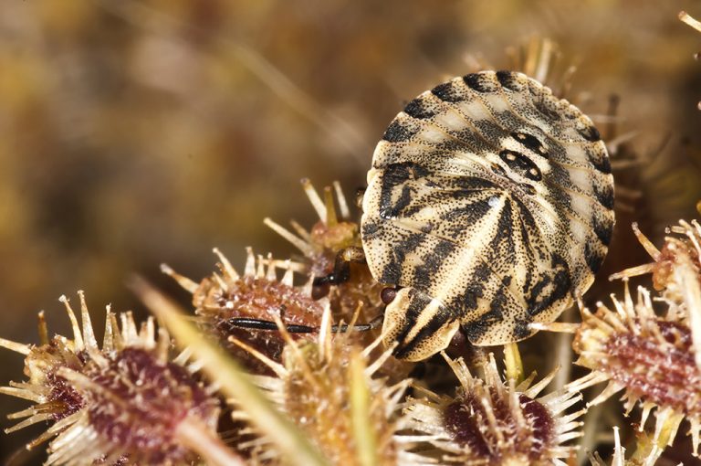 Graphosoma italicum - Chinche rayada