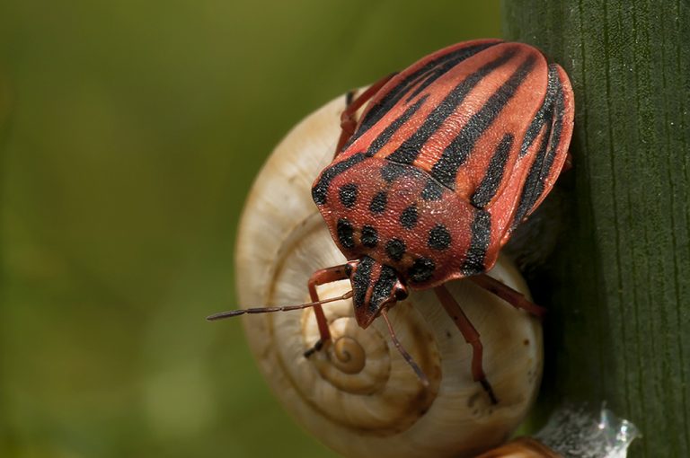 Graphosoma semipunctatum - Chinche punteada