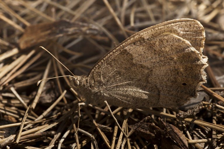 Hipparchia statilinus - Sátiro moreno