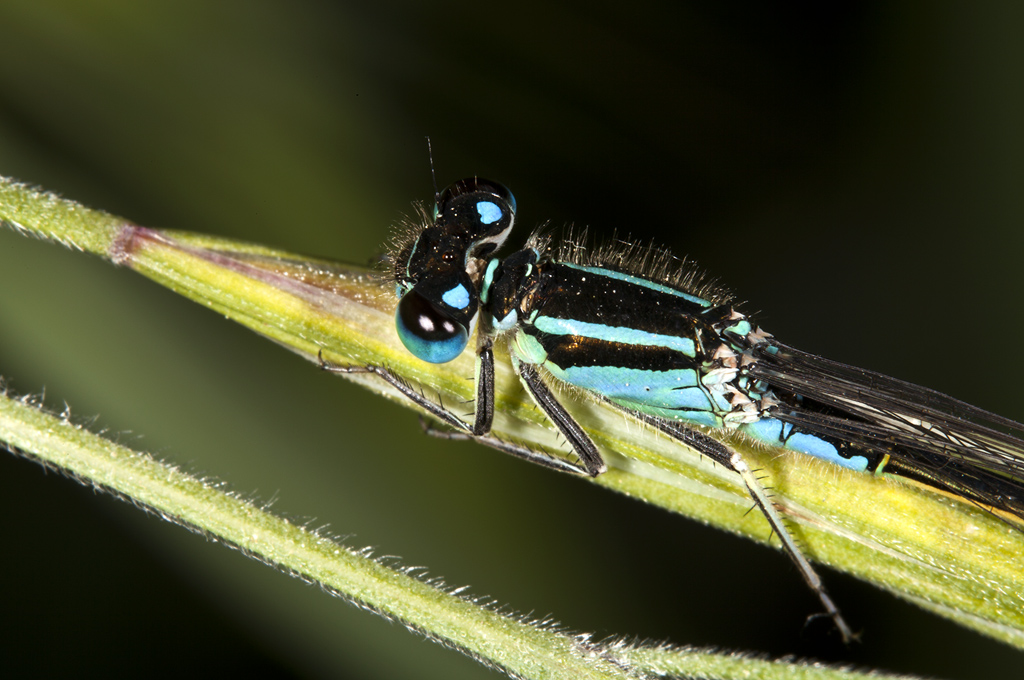 Ischnura elegans - Cola azul común