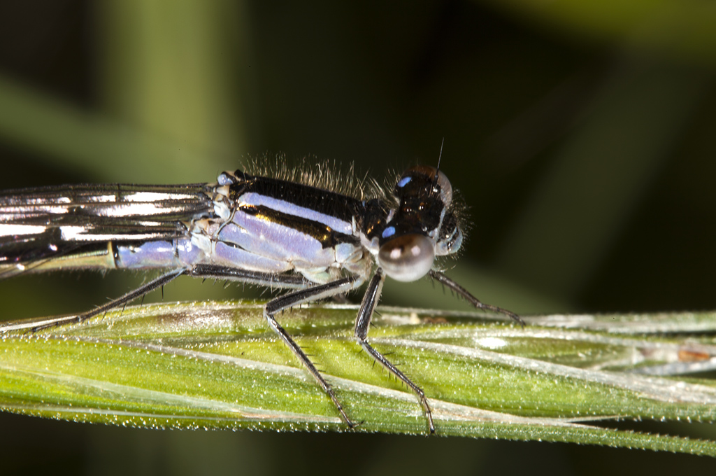 Ischnura elegans - Cola azul común