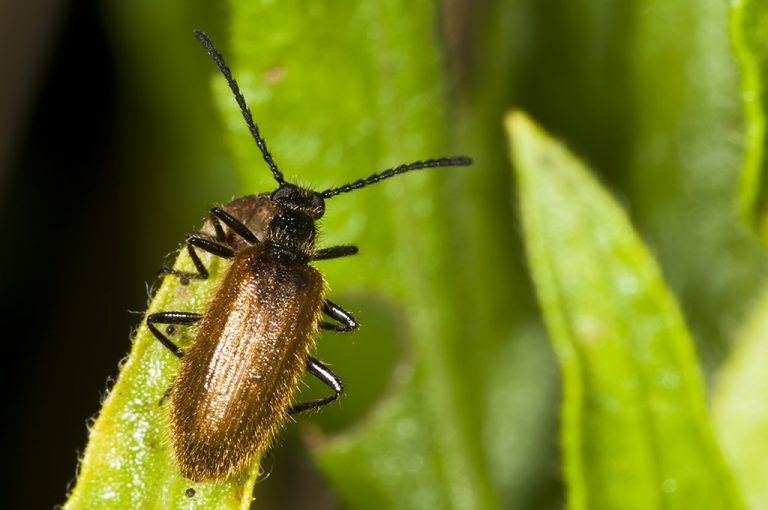 Lagria atripes - Escarabajo piloso