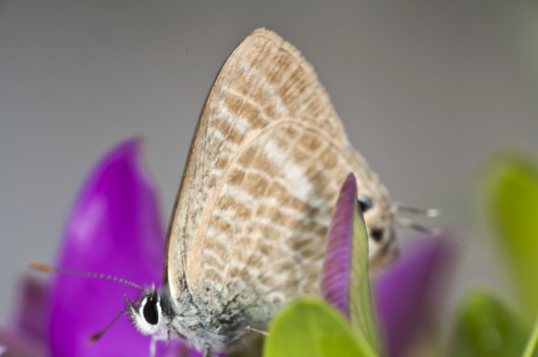 Lampides boeticus - Canela estriada