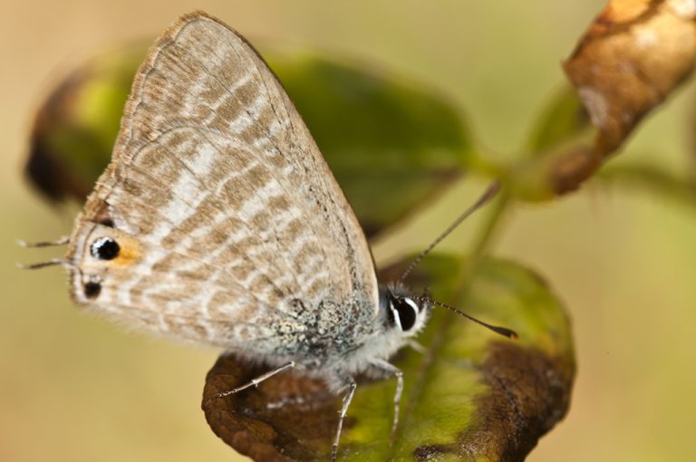 Lampides boeticus - Canela estriada