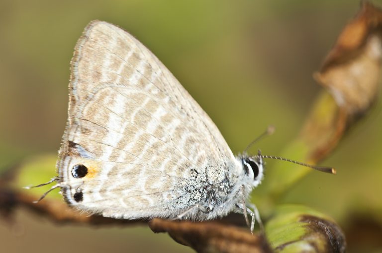 Lampides boeticus - Canela estriada