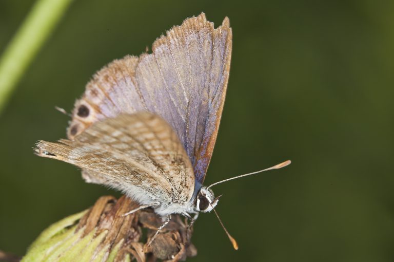 Lampides boeticus - Canela estriada