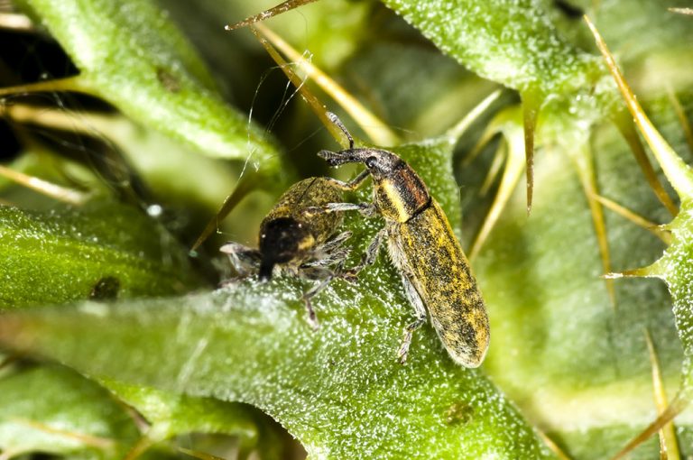 Lixus cardui - Gorgojo de los cardos