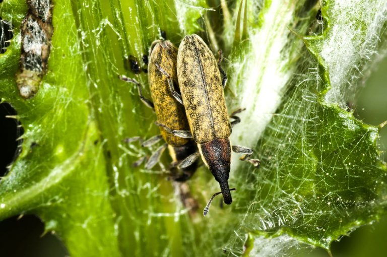 Lixus cardui - Gorgojo de los cardos