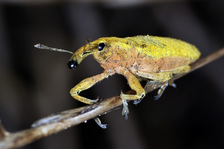 Lixus pulverulentus - Gorgojo de las malvas