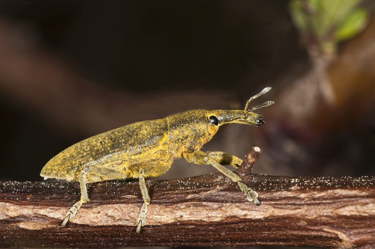 Lixus pulverulentus - Gorgojo de las malvas