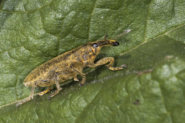 Lixus pulverulentus - Gorgojo de las malvas