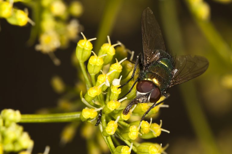 Lucilia sp - Mosca verde de la carne