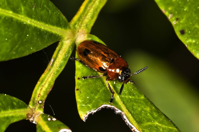 Macrolenes dentipes - Escarabajo del lentisco