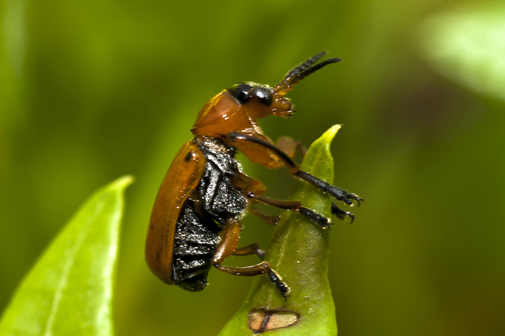 Macrolenes dentipes - Escarabajo del lentisco