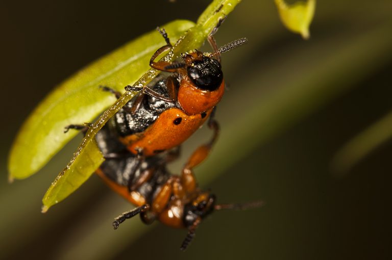 Macrolenes dentipes - Escarabajo del lentisco