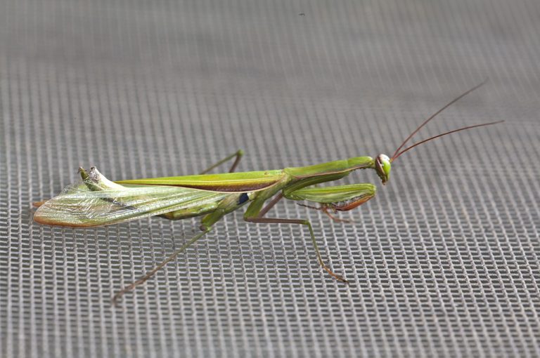 Mantis religiosa - Mantis