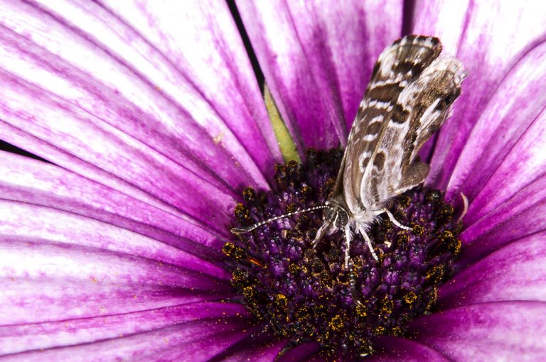 Cacyreus marshalli - Mariposa del geranio