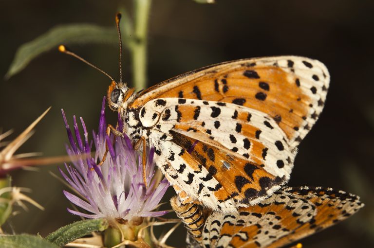 Melitaea didyma - Doncella timida