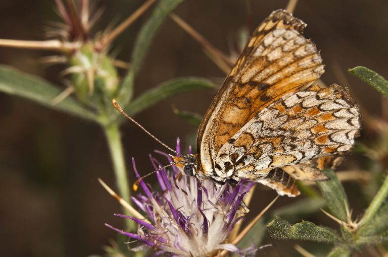 Melitaea phoebe - Doncella mayor