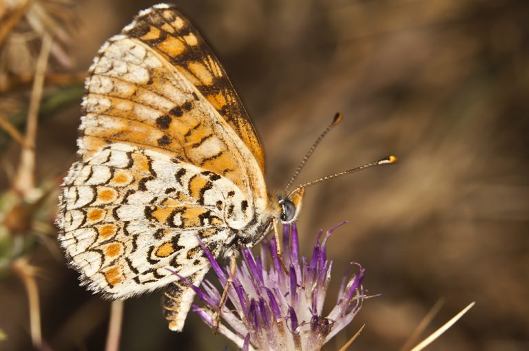 Melitaea phoebe - Doncella mayor