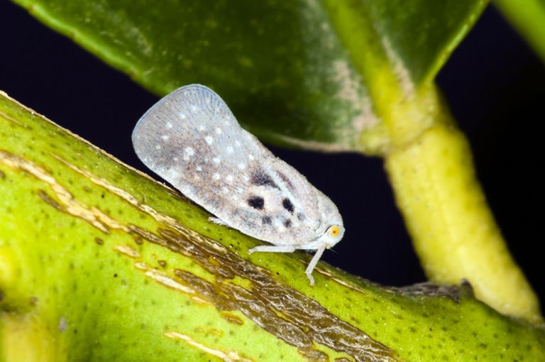 Metcalfa pruinosa - Cicadela de los cítricos