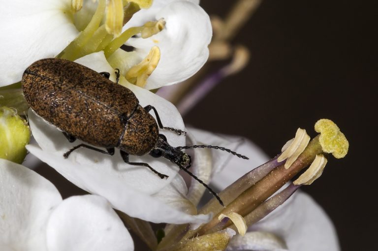 Mycterus curculioides - Escarabajo dorado