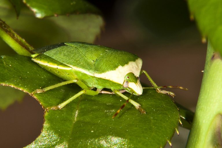 Nezara viridula - Chinche verde