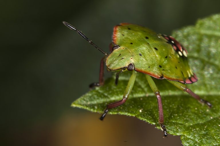 Nezara viridula - Chinche verde