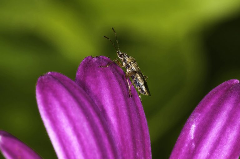 Nysius sp - Chinche diminuta