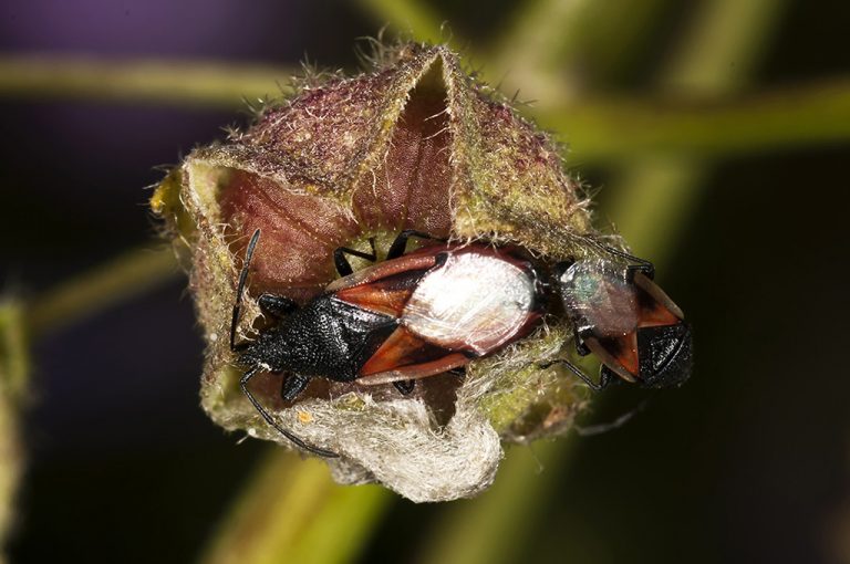 Oxycarenus lavaterae - Chinche roja del melocotonero