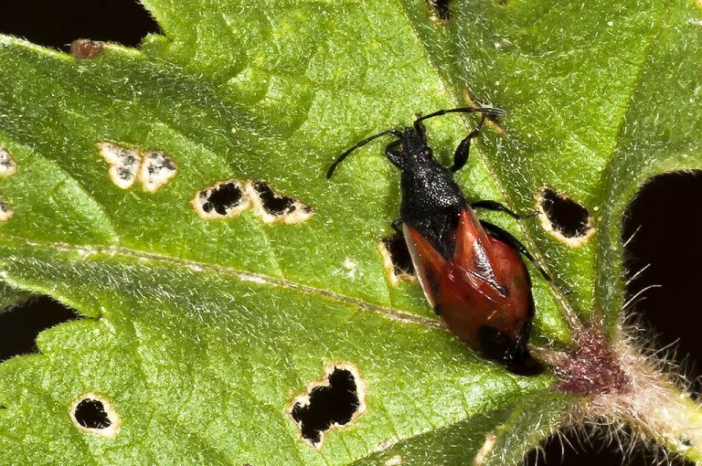 Oxycarenus lavaterae - Chinche roja del melocotonero