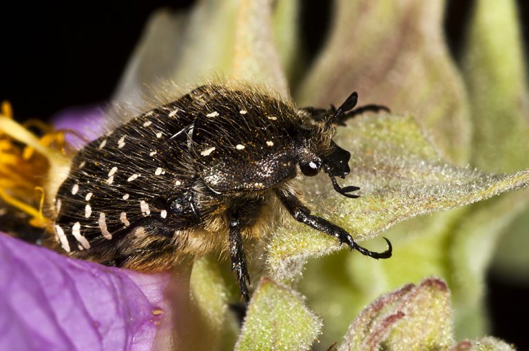 Oxythyrea funesta - Escarabajo del sudario