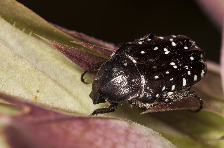 Oxythyrea funesta - Escarabajo del sudario