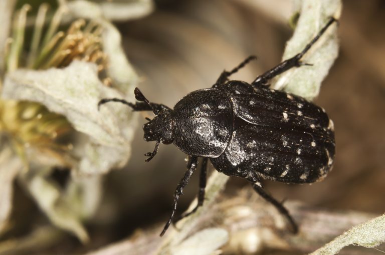 Oxythyrea funesta - Escarabajo del sudario