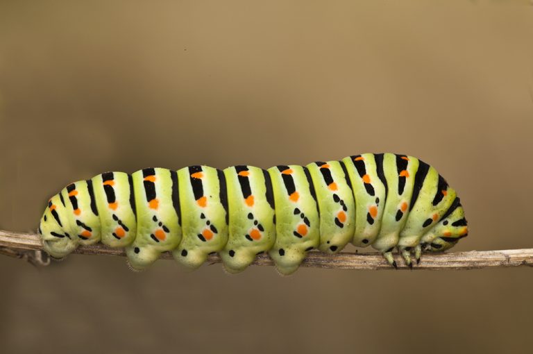 Papilio machaon - Macaón