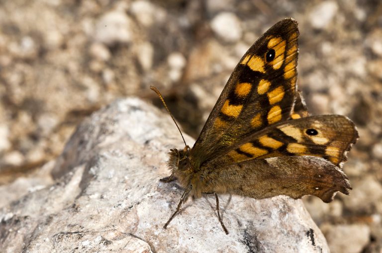 Pararge aegeria - Mariposa de los muros