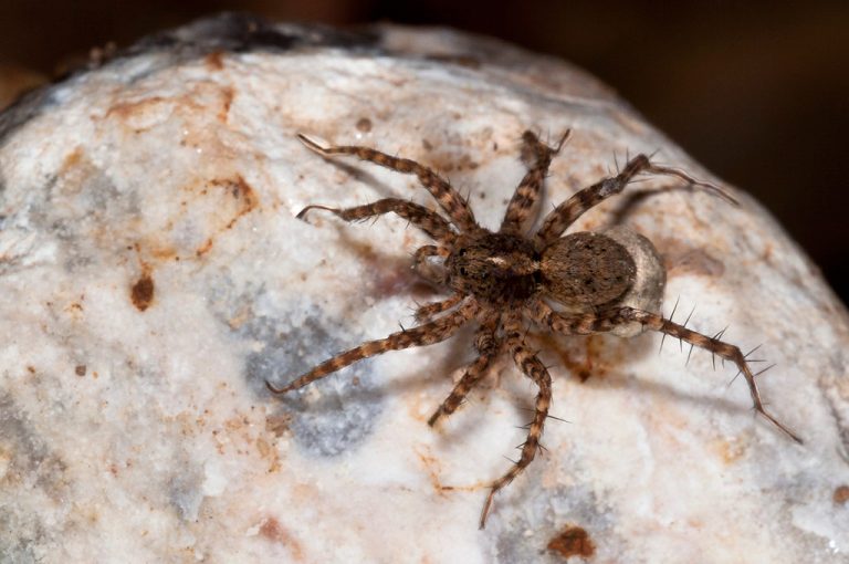 Pardosa lugubris - Araña lobo