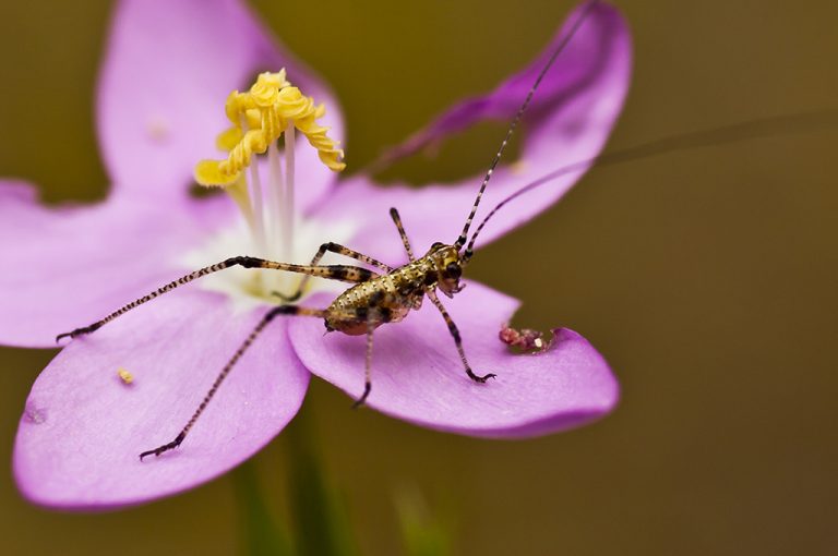 Phaneroptera sp - Phaneroptera