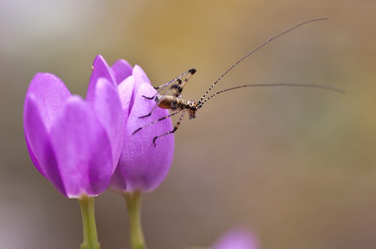 Phaneroptera sp - Phaneroptera