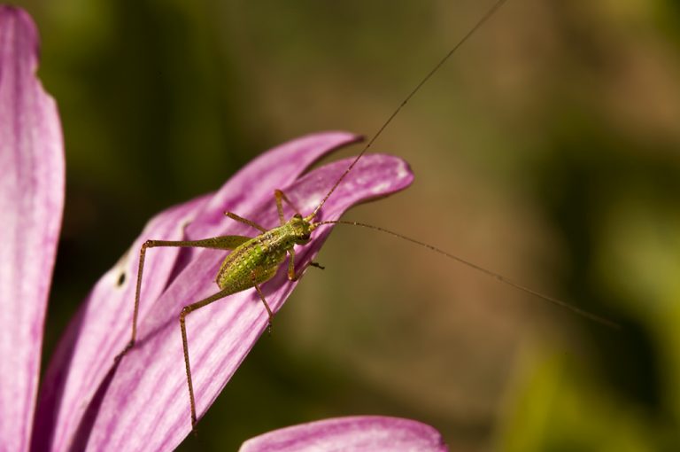 Phaneroptera sp - Phaneroptera